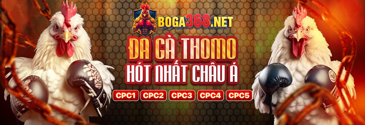Gà đá cựa dao