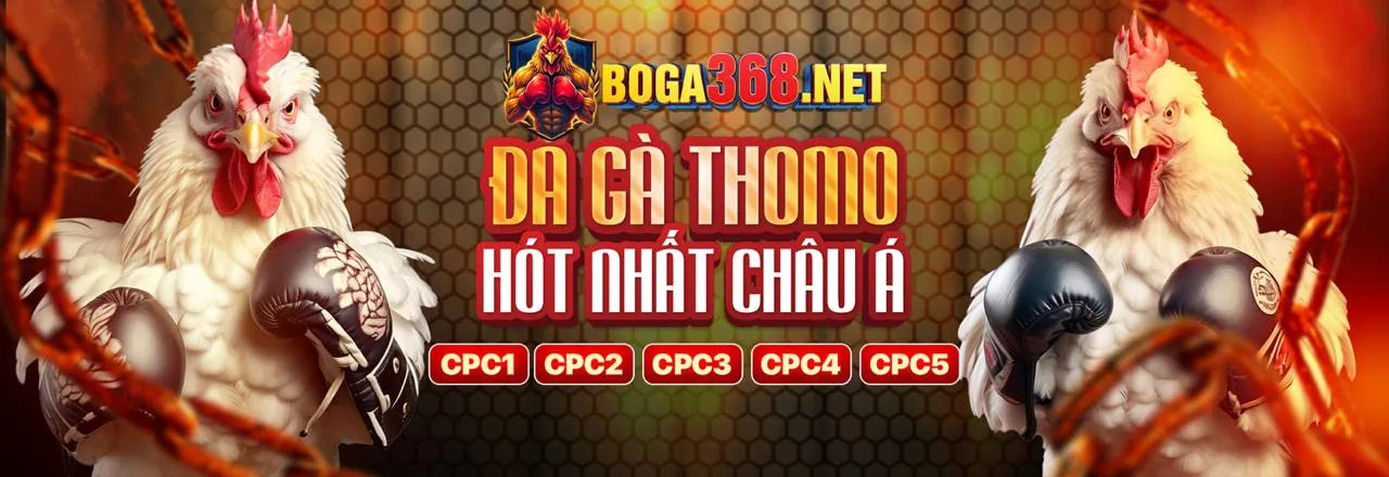 Gà đá cựa dao