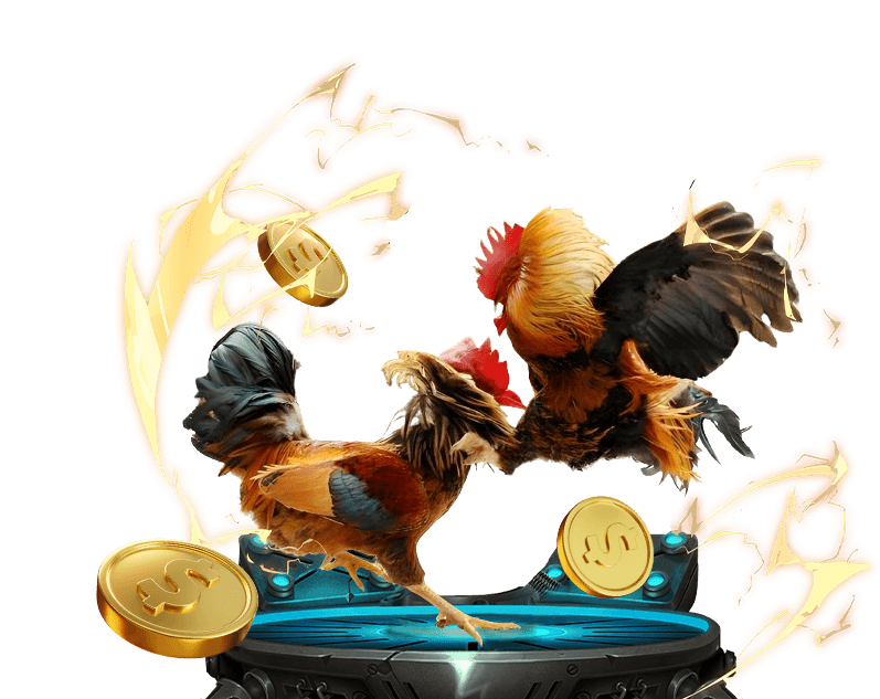 Trận đấu đá gà Thomo kịch tính