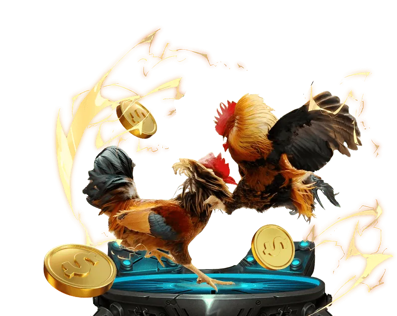 Trận đấu đá gà Thomo kịch tính